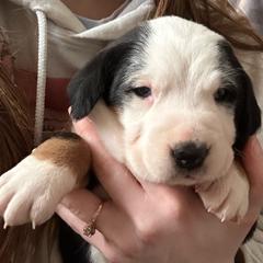 Girl 2 - Greater Swiss Mountain Dog puppy in Lower Burrell, Pennsylvania from Polyanna’s GSMD