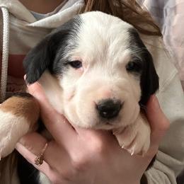 Girl 2 - Greater Swiss Mountain Dog puppy in Lower Burrell, Pennsylvania from Polyanna’s GSMD