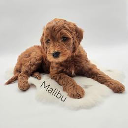 Malibu - Red  female Goldendoodle puppy in Wooster, Ohio from Cynology Doodles