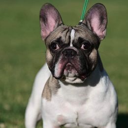 French Bulldogs from HarlingenFrenchies956