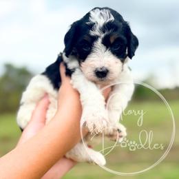 Green - Black and white female Bernedoodle puppy in Rockwall, Texas from Glory Doodles
