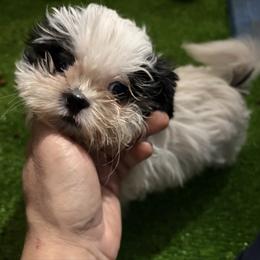 Belle - Black and white female Shih Tzu puppy in Bourne, Massachusetts from Shih Tzu Pups