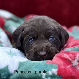 Princess - Chocolate Labrador Retriever puppy in Sandpoint, Idaho from Allen Sunnyside AKC Labs