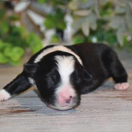 Scarlett - Black & white female Miniature Australian Shepherd puppy in Lowgap, North Carolina from Baileys Mini Aussies