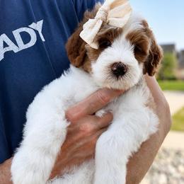 Francis - Parti female Goldendoodle puppy in Van Alstyne, Texas from Forest Haven Doodle Co.