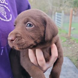 Labrador Retrievers from Tahoma Sunrise