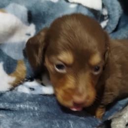 Coco - Chocolate and cream male Dachshund puppy in Newcomerstown, Ohio from Rose's Dachshunds