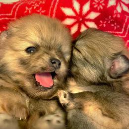 Pomeranian Puppies from Whippoorwill Pomeranians