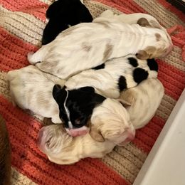 Basset Hound and Labrador Retriever Puppies from PARK’s Family Farm