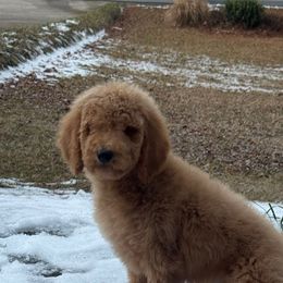 Girl 5 - Poodle puppy from Kelley’s Poodle Patch