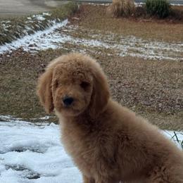 Girl 5 - Poodle puppy from Kelley’s Poodle Patch