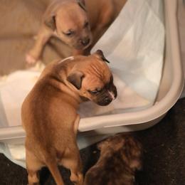 American Pit Bull Terrier and American Staffordshire Terrier Puppies from AptiBull Terriers