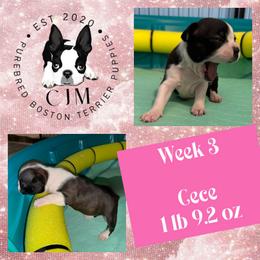 Cece - Black and white female Boston Terrier puppy in Jupiter, Florida from CJM Boston and Boxer Puppies