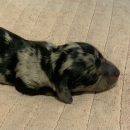 Smooth coat dapple male - Dapple male Dachshund puppy in Bethany, Connecticut from Mardox Dachshunds