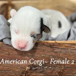 MisMark Merle 1700 - Blue merle and white female American Corgi puppy in Nashville, Arkansas from Whisenhunt Farms