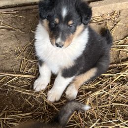 Collie Puppies from KLW Farm & Kennels