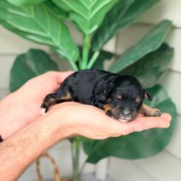 Magenta - Phantom female Bernedoodle puppy in Charleston, South Carolina from Palm Belle Doodles