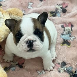 French Bulldog Puppies from The three little frenchies