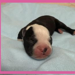 Pink - Black and white female Boston Terrier puppy in Hialeah, Florida from K&N Boston Paws