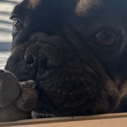 French Bulldogs from Spinner puppies