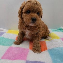 Sophie - Apricot female Poodle puppy in Kannapolis, North Carolina from Carolina Great Danes & Toy Poodles