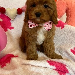 Cavapoo Puppies from Myles Barnum