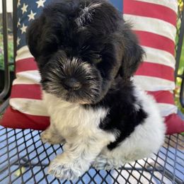 Miniature Schnauzers from Shannon's Miniature Schnauzers