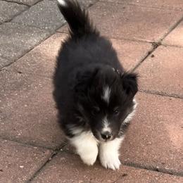 Zenith - Black white and tan male Shetland Sheepdog puppy in Littleton, Colorado from Xanadu Shelties