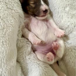 JILL - Sable & white female Toy Shetland Sheepdog puppy in Livonia, Michigan from M7’s Shelties, Toonies & AussieDoodles