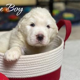 Blue Boy - White male Great Pyrenees puppy in Red Bluff, California from River's Bend Walnut Orchard