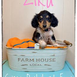 Zika - Piebald female Dachshund puppy in Cincinnati, Ohio from Caines Dachshund Farm