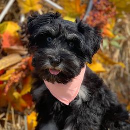 Miniature Schnauzers from Storybook Schnauzers
