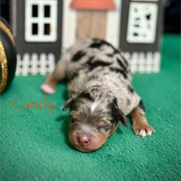 Candy - Blue merle female Aussiedoodle puppy in Chino Valley, Arizona from BlueZion Aussies