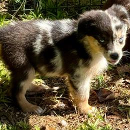 Rune - Blue merle male Miniature Australian Shepherd puppy in Patterson, North Carolina from DreamLine Aussies