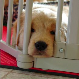 Golden Retriever Puppies from Sky Harbor Golden Retrievers