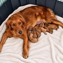 Male 3 - Dark golden male Golden Retriever puppy in Rainier, Washington from Hanson’s NW Goldens & Doodles