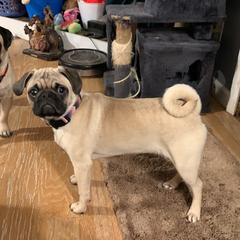 Violet - Pug