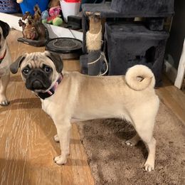 Violet - Pug