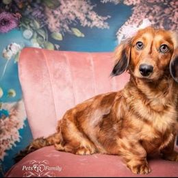 Holly - Dachshund