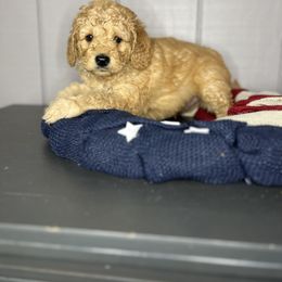 Bernedoodle, Bernese Mountain Dog, and Goldendoodle Puppies from Red Door Canines