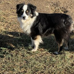 CeCe - Toy Australian Shepherd