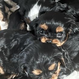 Boy4 - Black and tan male Cavalier King Charles Spaniel puppy in Woodruff, Wisconsin from Cutesy Cavaliers