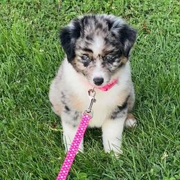 Miniature American Shepherds from Holloway Aussies