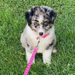 Miniature American Shepherds from Holloway Aussies