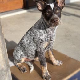 Rolo - Red mottled male Australian Cattle Dog puppy in Atwood, Kansas from Grit ‘n’ Grace Ranch