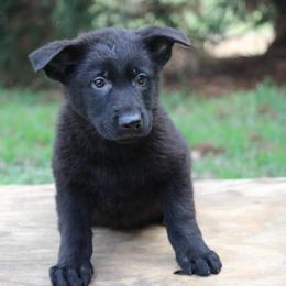 Black female -2 - Black female German Shepherd puppy in Cumming, Georgia from Cainedelup