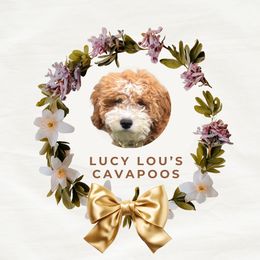 Cavapoos from Lucy Lou’s Cavapoos