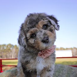 Aussiedoodle Puppies from Gore Doodle Ranch