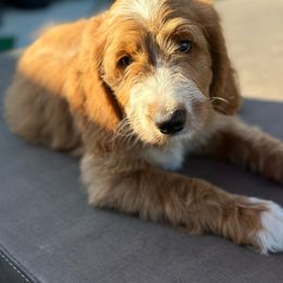 Goldendoodle Puppies from Lover Dover Doodles