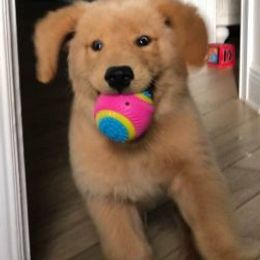 Golden Retrievers from Eureeka Goldens